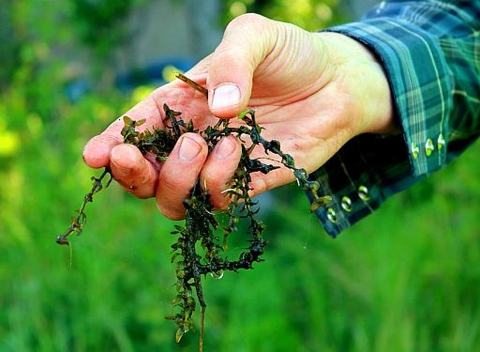 Stringy green vegetation being held in a person's hand