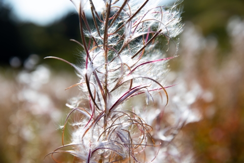 a stalk with purple stems and white tufts of seed pods