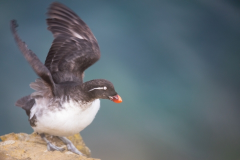 Small black and white bird with white eyes and eye stripe, and orange bill is perched on a rock with wings above it as if it has just landed.