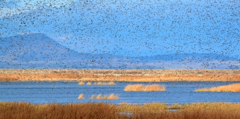 Ducks in flight at Lower Klamath NWR