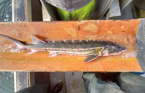 a fish on a measuring board