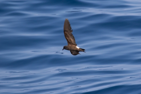 Leach's Storm-petrel