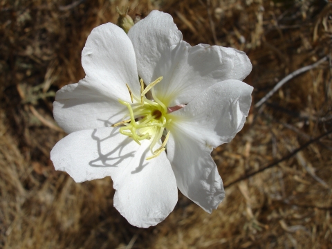 Antioch Dunes evening primrose