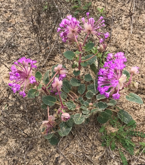 Clusters of purple/magenta flowers with oval green leaves growing on sandy soil.
