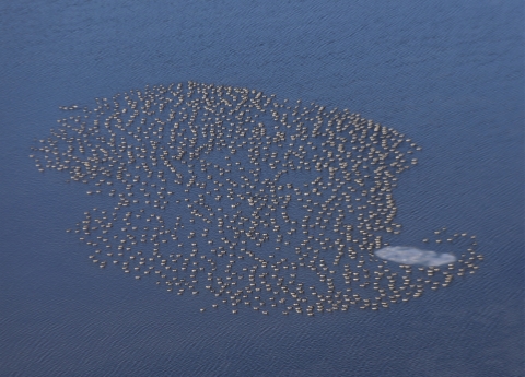 A circle of black and white geese on the ocean