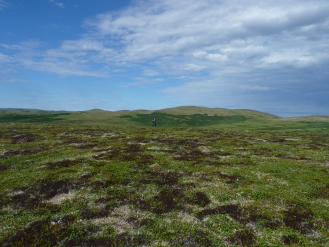 Rolling green tundra