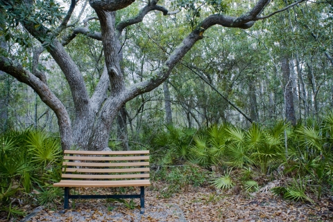 Bench beneath a Live oak tree on Oak Grove Trail