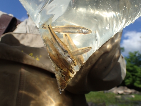 A plastic bag is partially filled with water and about eight small fish. The bag blocks view of the person that is holding up the bag.