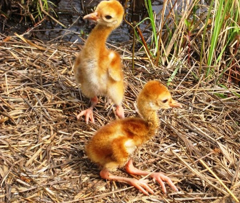 Two Mississippi sandhill crane colts (chicks) on the nest. 