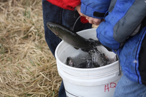 Rainbow trout in bucket