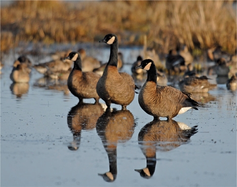 Three Dusky canada geese standing in wetland, facing the left with reflection shown. 