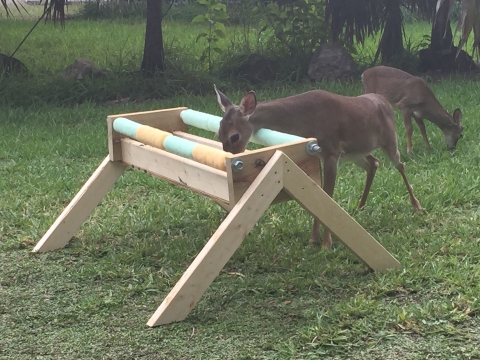 A small deer visits a feeder while another grazes in the background.