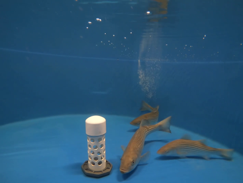 Three Striped Bass in Spawning Tank