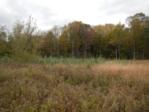 A light green and brown meadow on an overcast day, with a red, orange, yellow and green autumn forest set behind