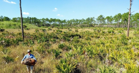 A person conducting cabbage palm management.