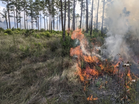 A prescribed burn in a pine forest.