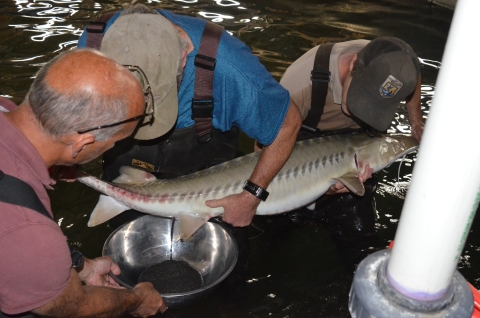 Pallid sturgeon spawning