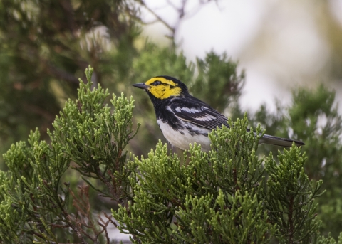 A golden-cheeked warbler perches on top of an Ashe juniper tree