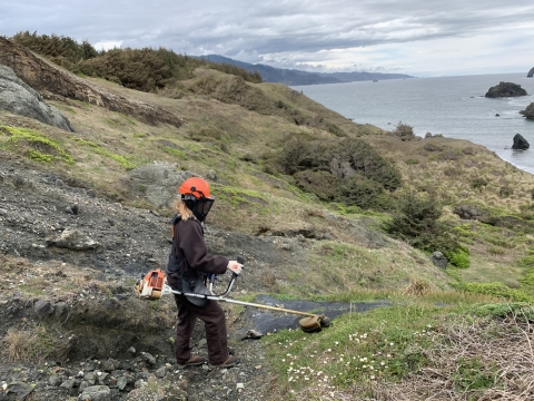 Crook Point Invasive control