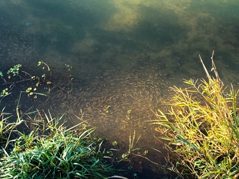 Chinook salmon fry juvenile fish in murky green-brown water with vegetation on both sides.