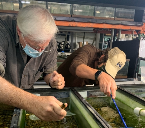 Two men submerging small nets into tanks and leaning into the tanks.