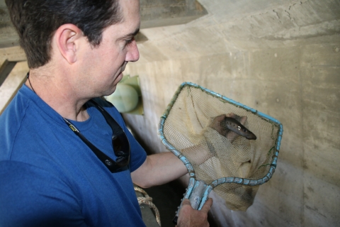 Man in blue shirt holding net with lamprey