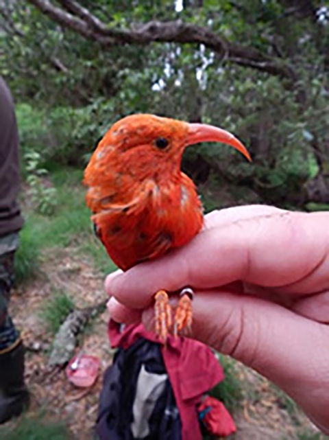 A hand holding an ‘I’iwi, an endemic honeycreeper of Hawaii.