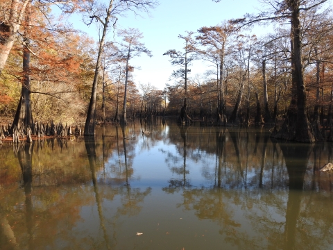 Jones Lake Cypress in the Fall