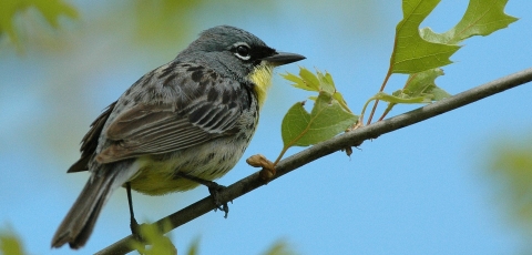 Kirtland's Warbler, which is a small bird, in a tree