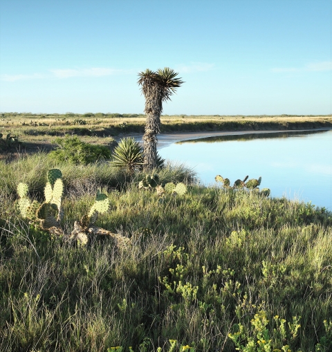 Laguna Atascosa Refuge vegetation