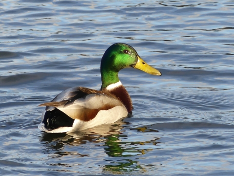 Duck with bright green head and brown and white body of feathers