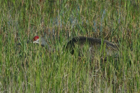 Crane sitting on the ground, surrounded by plants