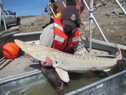 Biologist with a wild pallid sturgeon