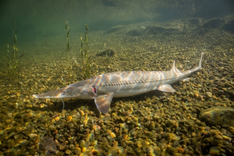 Lone sturgeon on a gravel-covered stream bottom