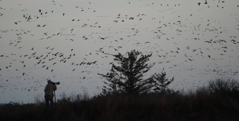 Person photographing a flock of birds in flight