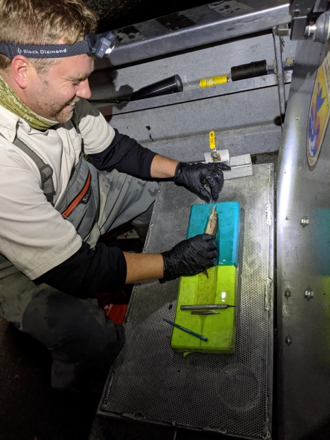 A man cuts into a small fish on a boat at night