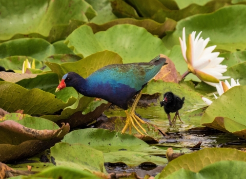 Purple gallinule with chick at Savannah NWR