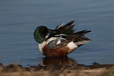 A male northern shoveler duck preening.