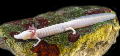 Texas Blind Salamander