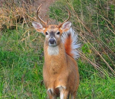 White-tail back on alert, with tail raised, looking directly at photographer