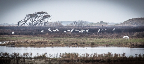 Large white birds feed on lands that bear evidence of past fire.