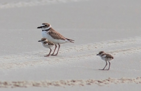 Wilson's plover with chicks on Wassaw NWR