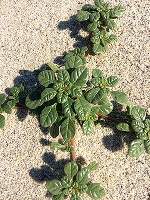 green plan with round leaves growing on sand.