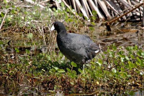 American coot