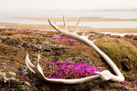 A caribout antler with purple flowers in the tundra