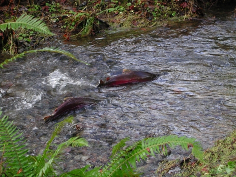 Coho salmon spawning