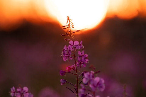 A stalk of pink flowers blooms halfway up with buds at the top