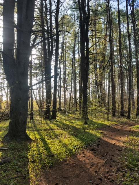 Sunlight streams down through pine branches onto a trail