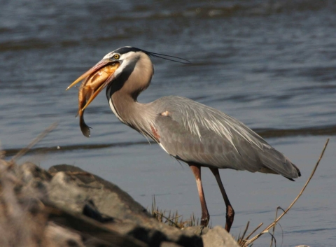 Great blue heron eating fish