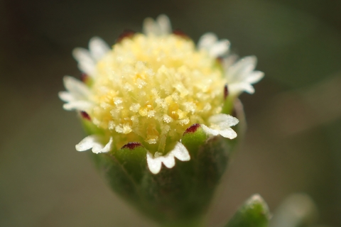 Closeup look of a small yellow flower.